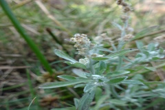 Gnaphalium polycaulon